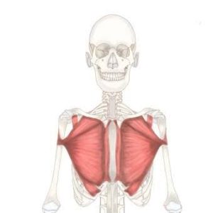 解剖学part2 大胸筋について 長崎県諫早市のマンツーマンフィットネスジムburn